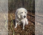Small #1 Great Pyrenees