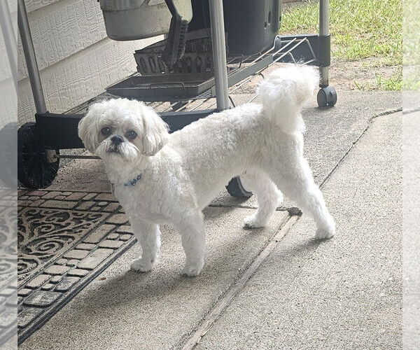Medium Photo #4 Shih Tzu Puppy For Sale in Katy, TX, USA