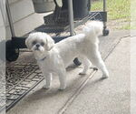 Small #3 Shih Tzu