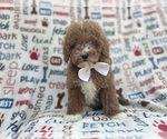 Small #5 Poodle (Miniature)