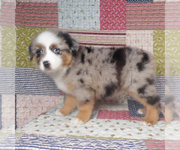 Medium Photo #12 Miniature Australian Shepherd Puppy For Sale in HARRISON, OH, USA