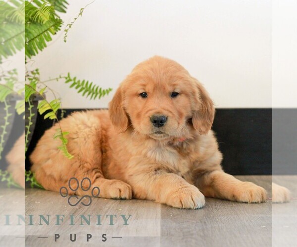 Medium Photo #3 Golden Retriever Puppy For Sale in LITITZ, PA, USA