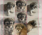 Small #2 Maltipoo