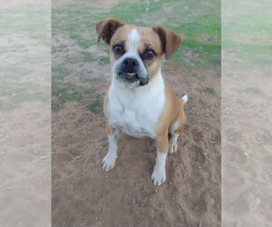 Puggle Dogs for adoption in Apple Valley, CA, USA