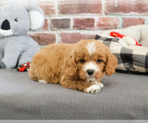 Cavapoo Puppy for sale in SYRACUSE, IN, USA