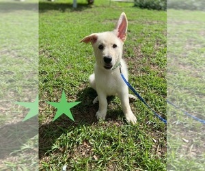 German Shepherd Dog Puppy for Sale in ALACHUA, Florida USA