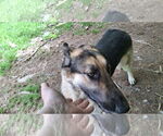 Small #16 German Shepherd Dog