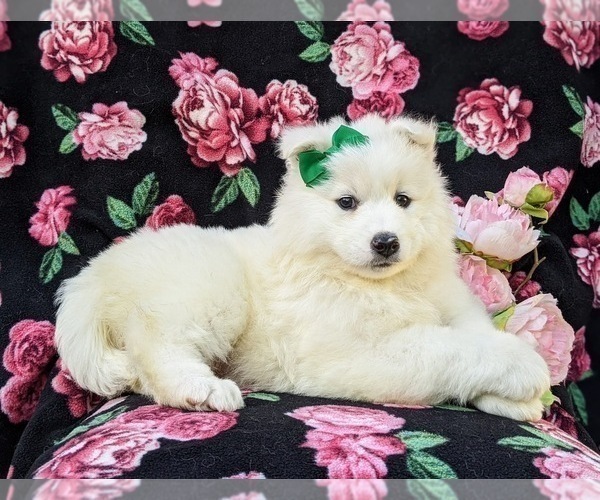Medium Photo #5 Samoyed Puppy For Sale in OXFORD, PA, USA