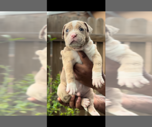 American Bully Puppy for sale in FORT LAUDERDALE, FL, USA