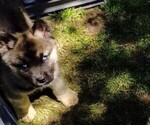 Small Photo #5 Akita-Siberian Husky Mix Puppy For Sale in MILLINGTON, MD, USA