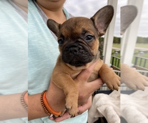 French Bulldog Puppy for sale in CLEVELAND, NC, USA