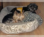 Small #2 Maltese-Poodle (Toy) Mix