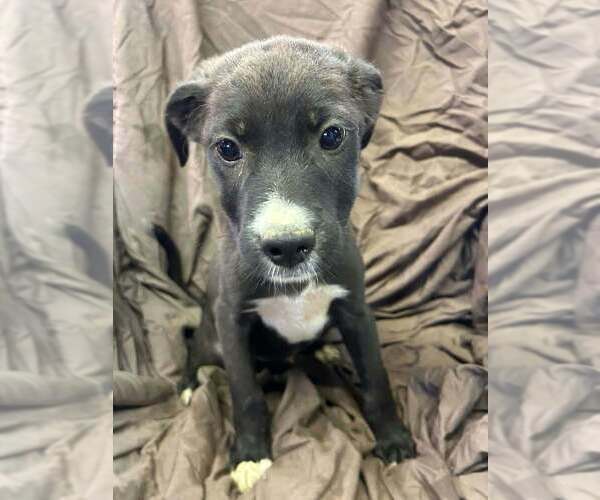Medium Photo #1 Australian Shepherd-Boxer Mix Puppy For Sale in Aurora, IN, USA