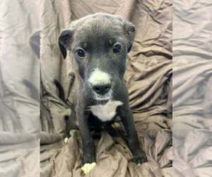 Australian Shepherd-Boxer Mix Dogs for adoption in Aurora, IN, USA