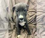 Johnson Rs : Rory - Male Australian Shepherd-Boxer Mix Dog for Adoption - Small photo
