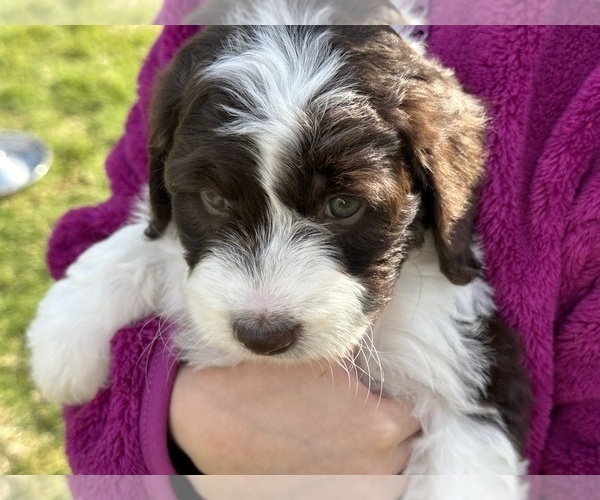 Medium Photo #1 Aussiedoodle Puppy For Sale in BREMERTON, WA, USA