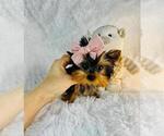 Small #2 Yorkshire Terrier