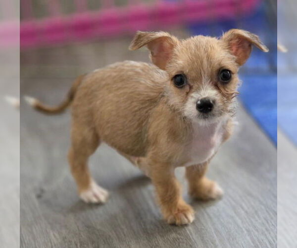 Medium Photo #5 Chihuahua-Unknown Mix Puppy For Sale in Chino Hills, CA, USA