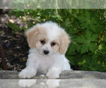 Small Photo #1 Cavachon Puppy For Sale in ELDORADO, OH, USA