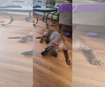 Small #3 Redbone Coonhound Mix