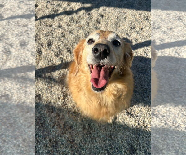 Medium Photo #3 Golden Retriever-Unknown Mix Puppy For Sale in Jefferson, WI, USA