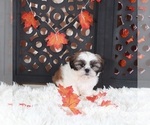 Small #2 Shih Tzu