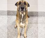 Small #1 German Shepherd Dog Mix