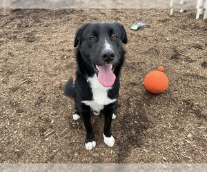 Border Collie-Unknown Mix Dogs for adoption in McKinleyville, CA, USA