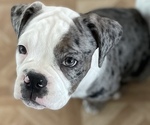Small Photo #6 Olde English Bulldogge Puppy For Sale in FLORESVILLE, TX, USA