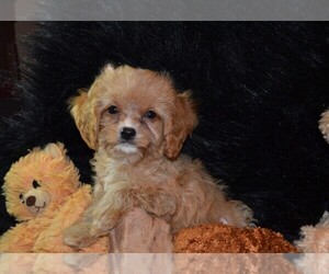 Cavapoo Puppy for sale in CENTERVIEW, MO, USA