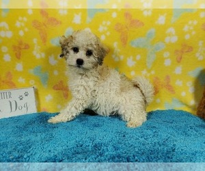 Goldendoodle-Poodle (Toy) Mix Puppy for sale in COLORADO SPRINGS, CO, USA