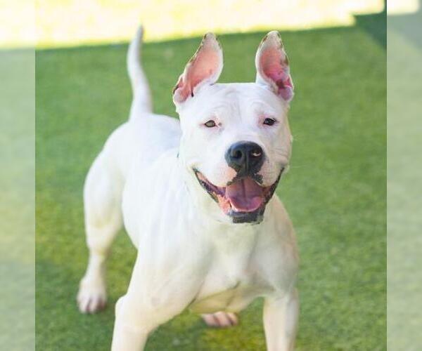 Medium Photo #2 Mutt Puppy For Sale in Camarillo, CA, USA