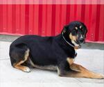 Small Shepweiller