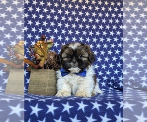 Shih Tzu Puppy for sale in HOLTWOOD, PA, USA