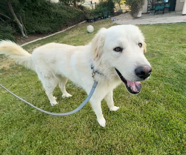 Medium Photo #3 Great Pyrenees Puppy For Sale in Dana Point, CA, USA
