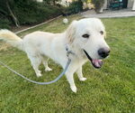 Small #2 Great Pyrenees