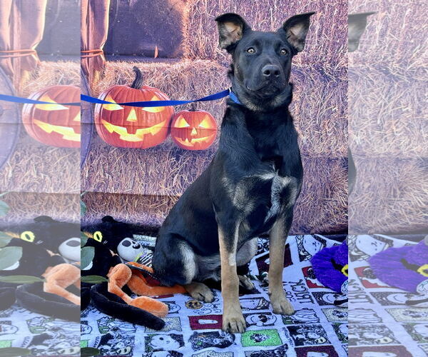 Medium Photo #4 Mutt Puppy For Sale in Lake Elsinore, CA, USA