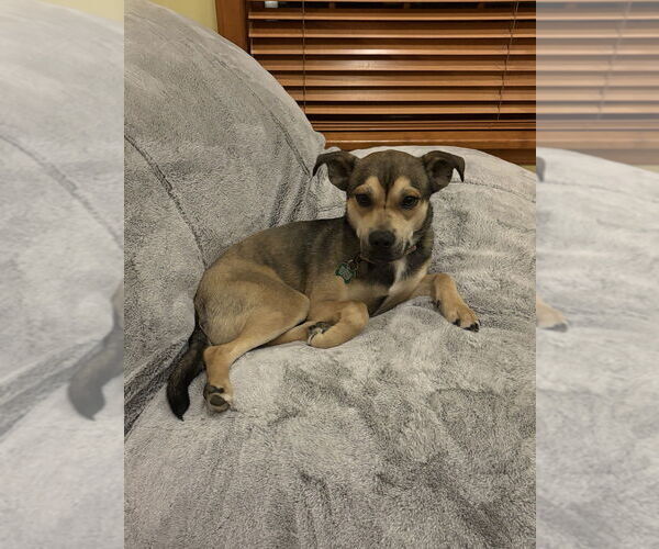 Medium Photo #5 American Pit Bull Terrier-Siberian Husky Mix Puppy For Sale in Springdale, PA, USA