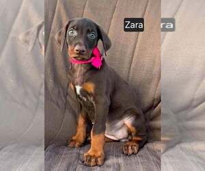 Doberman Pinscher Puppy for sale in POMEROY, OH, USA