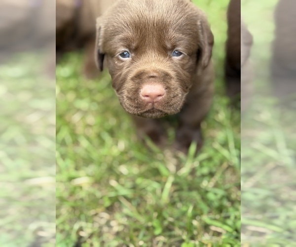Medium Photo #5 Labrador Retriever Puppy For Sale in CLINTWOOD, VA, USA