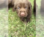 Small #4 Labrador Retriever