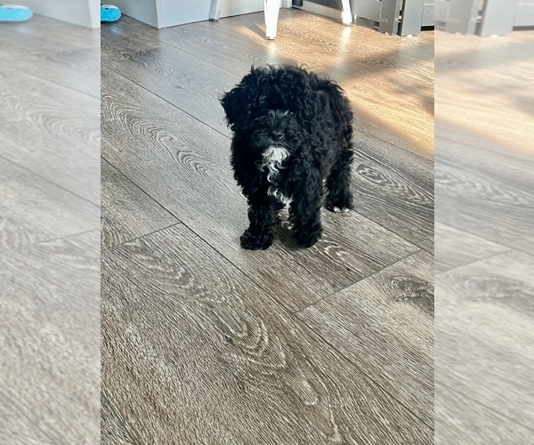 Medium Photo #2 Poodle (Toy) Puppy For Sale in NILES, MI, USA