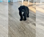 Small #1 Poodle (Toy)