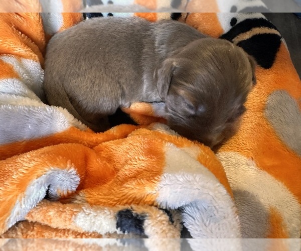 Medium Photo #1 Dachshund Puppy For Sale in MEDFORD, OR, USA