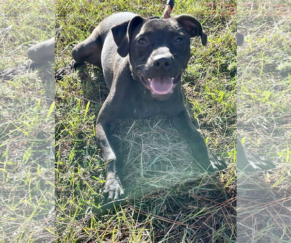 Medium Photo #1 Labrador Retriever-Unknown Mix Puppy For Sale in Tarrytown, GA, USA