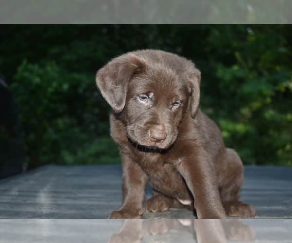 Medium Photo #2 Shepradors Puppy For Sale in RIVERDALE, MD, USA
