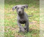 Small Photo #5 Weimaraner Puppy For Sale in DEFUNIAK SPRINGS, FL, USA