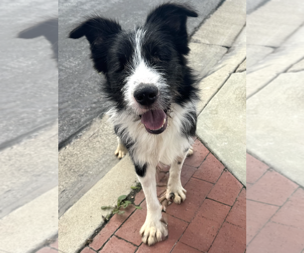 Medium Photo #3 Mutt Puppy For Sale in Newport Beach, CA, USA