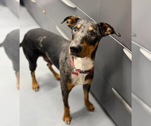 Bluetick Coonhound-Doberman Pinscher Mix Dogs for adoption in Lakewood, CO, USA