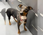 Star - Male Bluetick Coonhound-Doberman Pinscher Mix Dog for Adoption - Small photo